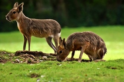 Wildpark an den Eichen Schweinfurt