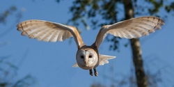 Eulennachmittag im Greifvogelpark