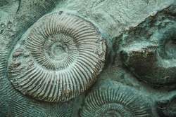 Abenteuer: Fossiliensuche