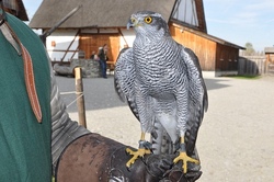 Adler, Eule und Co - Besuch vom Falkner