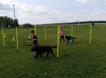 Spiel und Spaß mit Hunden
