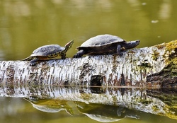 Wassertiere entdecken