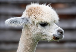 Schatzsuche mit Alpakas