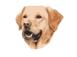 Spiel und Spaß mit den Hunden in der Hundeschule AMADEO