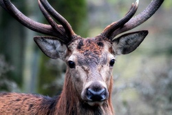 Tiere des Waldes