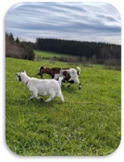 Yoga mit den Ziegen der PINI-Ranch - 1