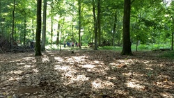 Walderlebnistage