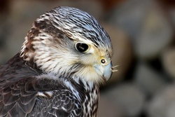Greifvögel und Eulen hautnah erleben