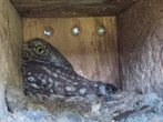 Tauche ein in die Welt der Vögel