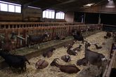 Besuch vom Ziegenhof „Weiße Hube“ in Momart (Bad König) mit dem CSU-Ortsverband
