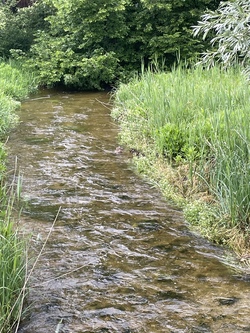 Tiere und Pflanzen in und um den Hungerbach