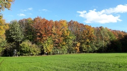 Arboretum in Freihalden - ein besonderes Walderlebnis!