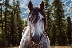 Reiten und Voltigieren
