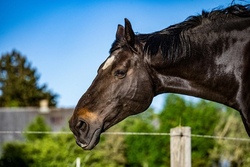Rund um´s Pferd