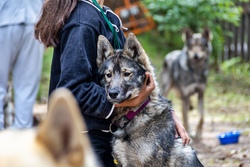 Alaskan und Sibirische Huskies live erleben 1