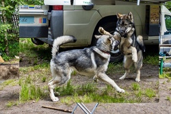 Alaskan und Sibirische Huskies live erleben 2