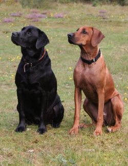 Hundeschule - Wie gehe ich "richtig" mit Hunden um, wie "lese" ich sie und was können diese