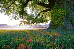Abenteuer im Baum