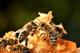 Besuch beim Imker / Wissenswertes über das Bienenvolk
