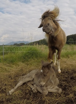 Ein Tag mit Islandpferden