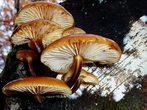 Kräuter- und Schwammerlpirsch