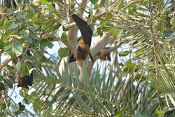 Fledermäuse entdecken und Kasten bauen