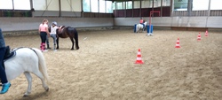 Rund ums Pferd
