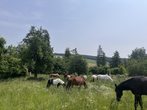 Ein Vormittag mit den Ponys