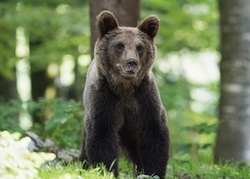 Ausflug zum Wolf- und Bärenpark