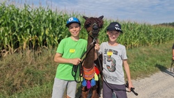 Kuscheln und Wandern mit den Wolfachtal Alpakas