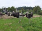 Besuch auf der Straußenfarm - 1