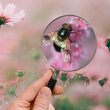 Insektendetektive