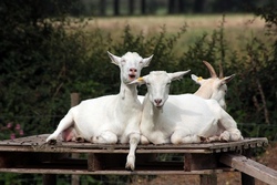 Auf dem Milch- und Käsehof Auf dem Milch- und Käsehof