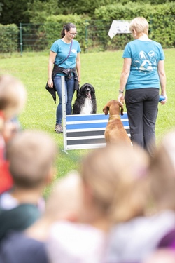 Ein Tag auf dem Hundeplatz - Spiele, Spaß und Hunde