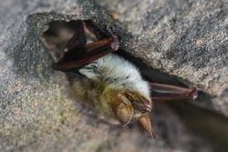 BatNight an der Kipp