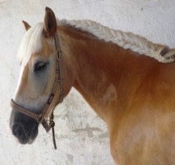 Reiten für Kinder ca. 5-12 Jahre