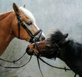 Reiten für Kinder ca. 5-12 Jahre