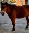 Reiten für Kinder ca. 5-12 Jahre