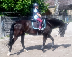 Reiten für Kinder ca. 5-12 Jahre
