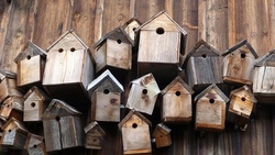Wir bauen ein Vogelhäuschen