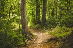 Ein Tag im Wald