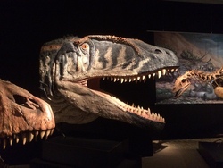 Quer durch das Naturkundemuseum Karlsruhe