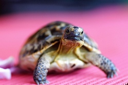 Schildkröten aus Eierkartons