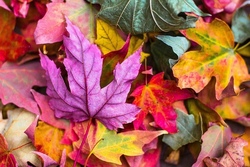 Herbstliche Schatzsuche