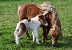 Kastanienhof - Reiten und mehr...