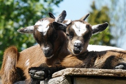 Ganztagsbetreuung: Ausflug in den Zoo Braunschweig