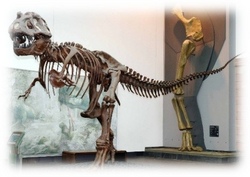 Senkenbergmuseum