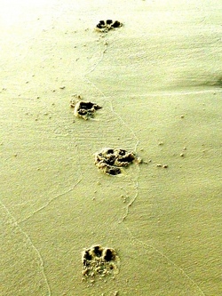 Naturforscher: Tiere, Spuren und Geheimnisse