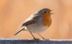 Vogelfutterglocken selber machen