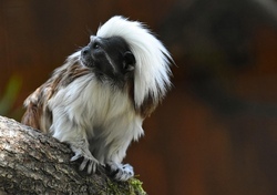 Tierpark Krüzen